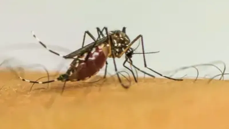 Vírus da chikungunya afeta crianças e adolescentes e deixa sequelas