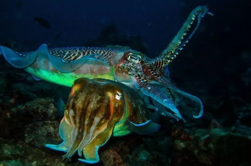 O espetáculo sexual submarino mais extravagante da natureza