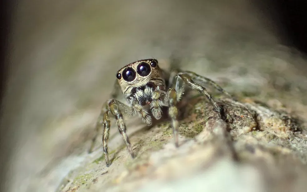 Aranha brasileira se torna a 50.000ª espécie registrada