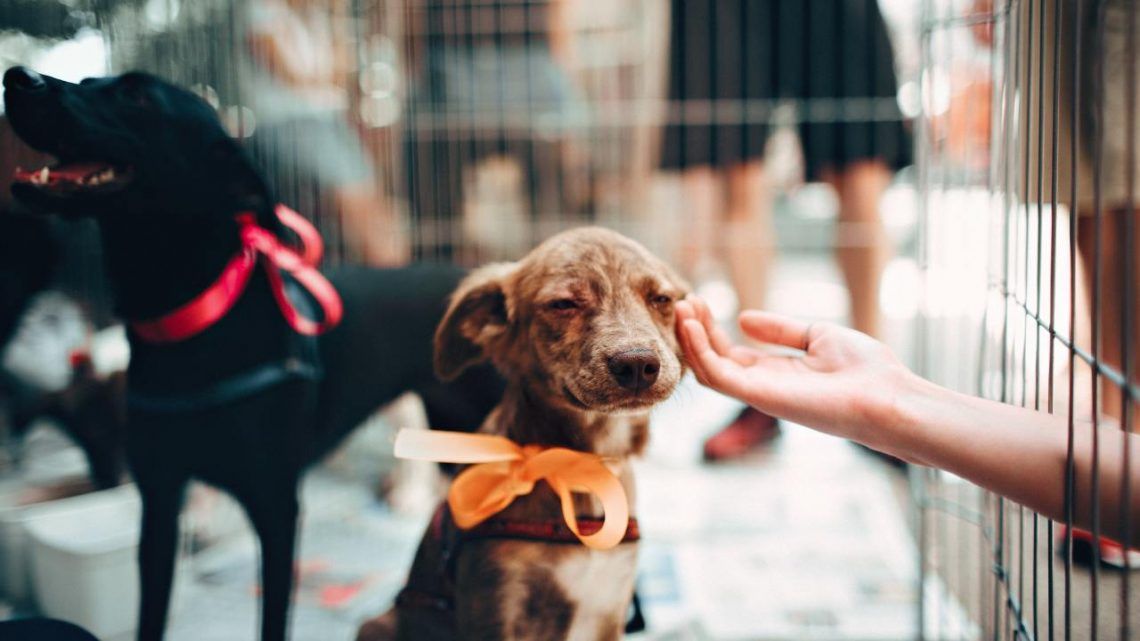Feira de Adoção assegura lares para animais