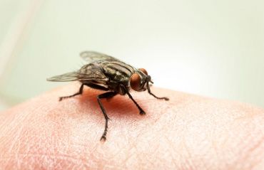 Virose da mosca: saiba como identificar e prevenir