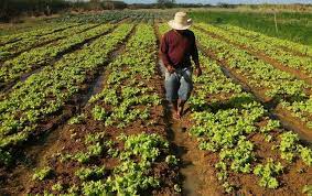 Agricultura é tema da reunião da AMA nesta segunda