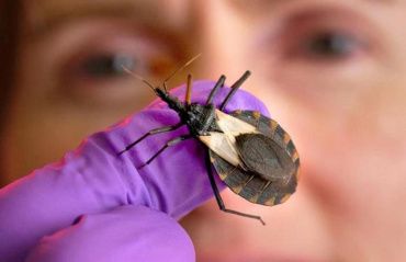 Saúde de Maceió orienta sobre Doença de Chagas