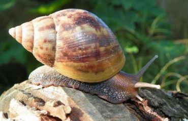 Saúde alerta para a proliferação de caracol africano