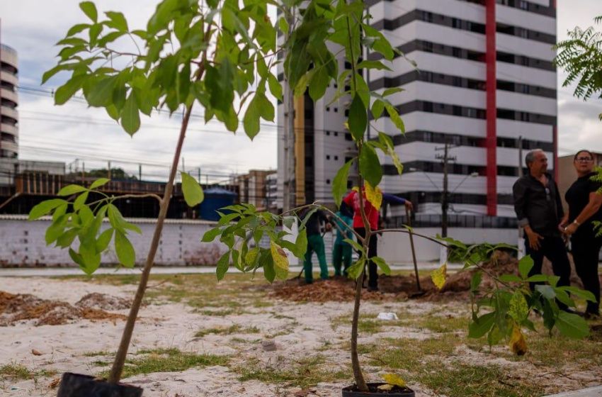 O Dia Nacional do Baobá é comemorado com plantio