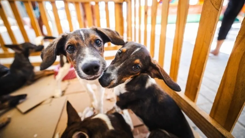 Saúde orienta tutores sobre cuidados com cães e gatos durante os festejos juninos
