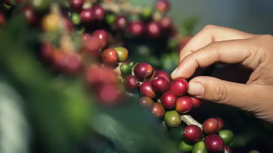 Preço do café cai em todas as categorias no varejo em agosto