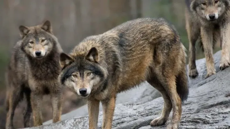 Pesquisa mostra que ‘lobo mau’ tem medo de humanos