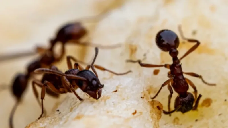 ‘Venha e me mate’: o pedido das formigas doentes para salvar a colônia