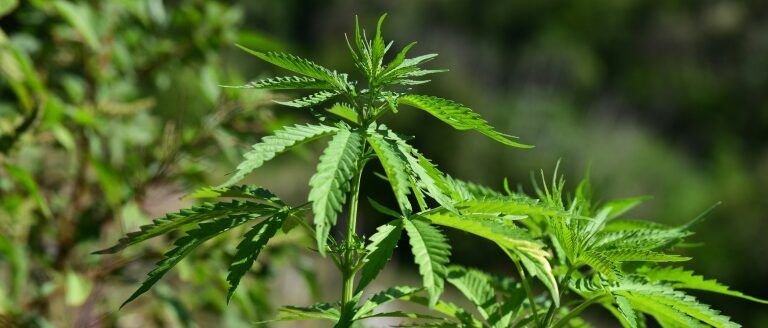 Flórida rejeita legalização de uso recreativo da maconha