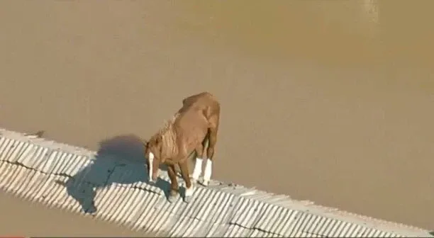 ‘Caramellowstone’: cavalo Caramelo vira ‘garoto propaganda’ de série; veja