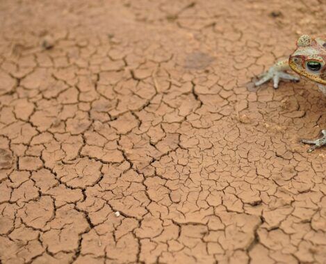 Seca se intensifica ,avança no sertão e AMA alerta municípios