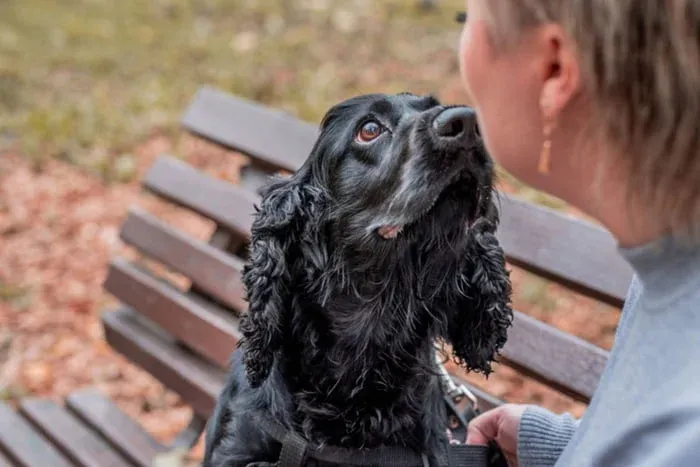 Confira 3 animais que podem detectar doenças em humanos