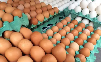 MG descarta preventivamente 450 toneladas de ovos férteis vindos do RS