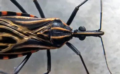 Associação denuncia presença de “barbeiros” infectados no Butantã