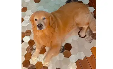 Com caso Joca, aéreas estudam rastrear animais transportados em voos