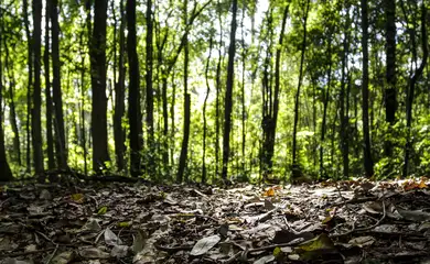 Produção florestal do país cresce 16,7% e chega a R$ 44,3 bi em 2024