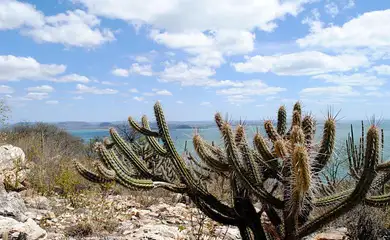 Estudo vê chance de recuperação de meio milhão de hectares de caatinga