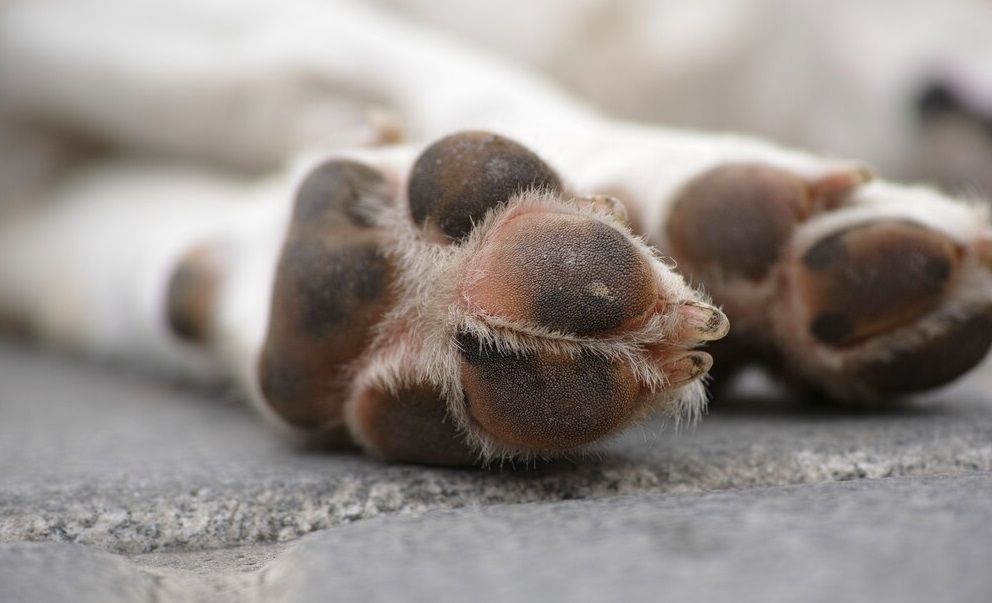 Motorista que atropelar animal e não comunicar terá que pagar multa de R$ 293, prevê projeto