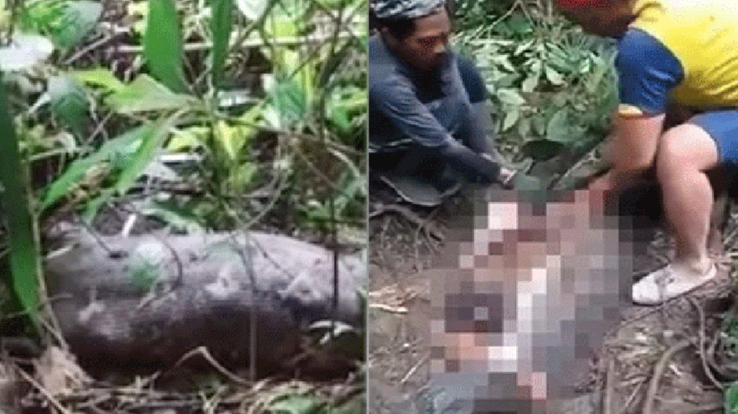 Indonésia: mulher que estava desaparecida é encontrada morta dentro de cobra píton de 9m