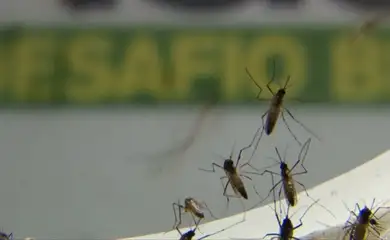 Rio de Janeiro registra mais de 17 mil casos de dengue este ano