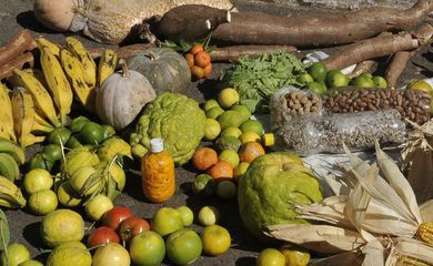 Programa estimulará produção sustentável de alimentos em áreas urbanas