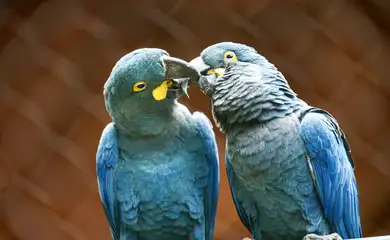 Zoo de SP mostra arara-azul-de-lear ao público pela primeira vez