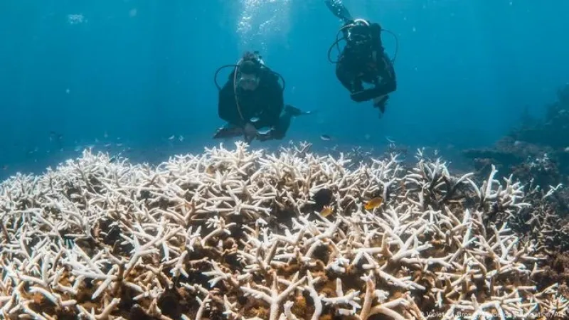 Recifes de corais atingem ponto de não retorno, alertam cientistas