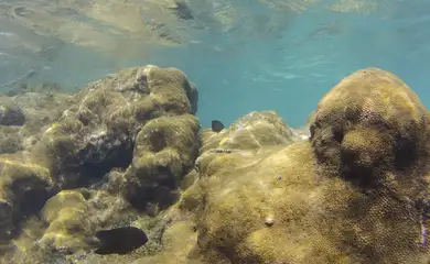 Mais de 70% de espécies ameaçadas buscam Áreas Marinhas Protegidas