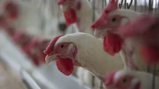 Governo investiga 5 casos suspeitos de gripe aviária no Brasil