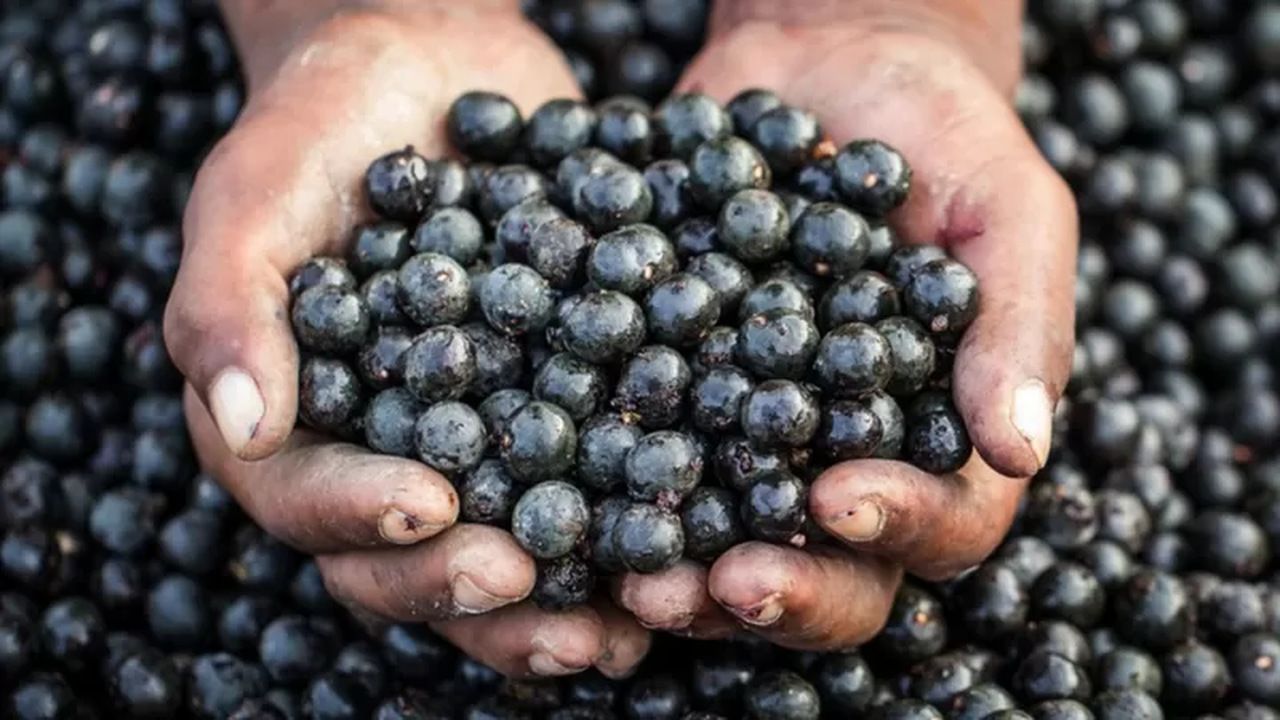 COP27: como a economia da 'floresta em pé' pretende explorar as riquezas da Amazônia