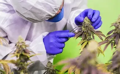 STJ nega mais prazo para regulamentar cannabis para fins medicinais