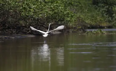 Reflorestamento permite volta de animais a mangue na Baía de Guanabara