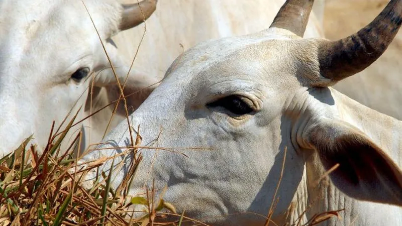 Carne brasileira passa a pagar tarifa de 67% para entrar na China