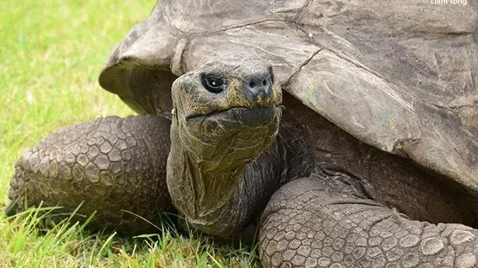 Conheça Jonathan, a tartaruga de 192 anos que é o ser terrestre mais longevo