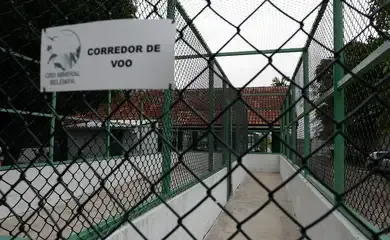 Margem equatorial: Petrobras terá duas bases para tratar fauna marinha