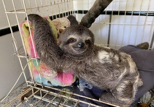 IMA arrecada doações para cuidar de animais silvestres resgatados