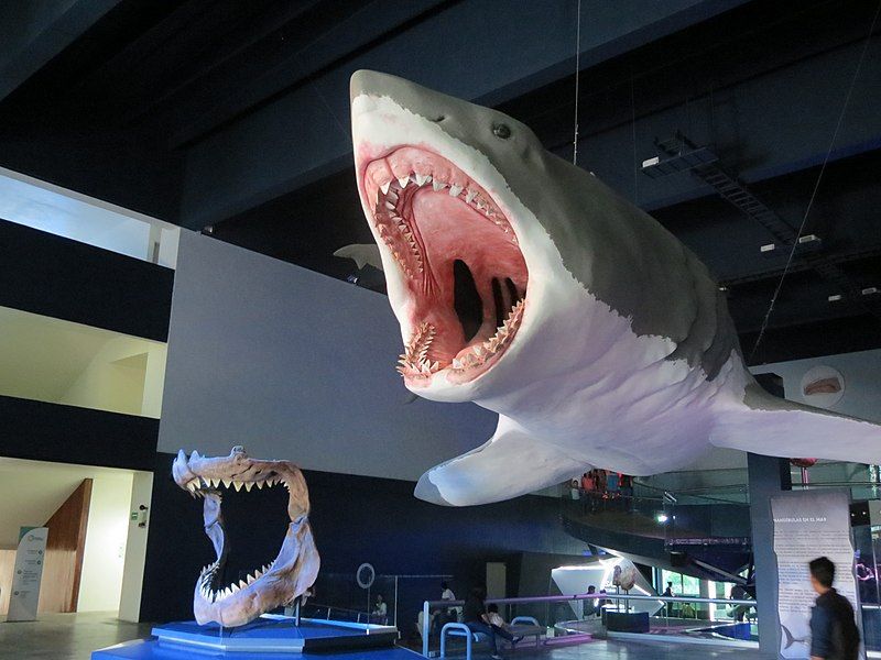 Nova pesquisa altera tudo o que sabíamos sobre o megalodonte