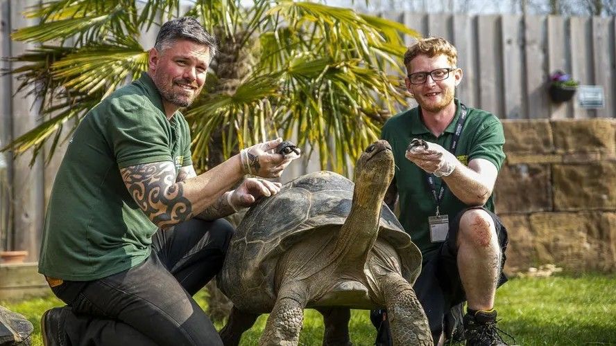 Tartaruga de espécie em extinção dá à luz pela primeira vez aos 100 anos