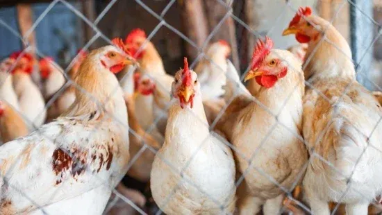 Gripe aviária: exportação de frango do Brasil está com restrições para 17 destinos
