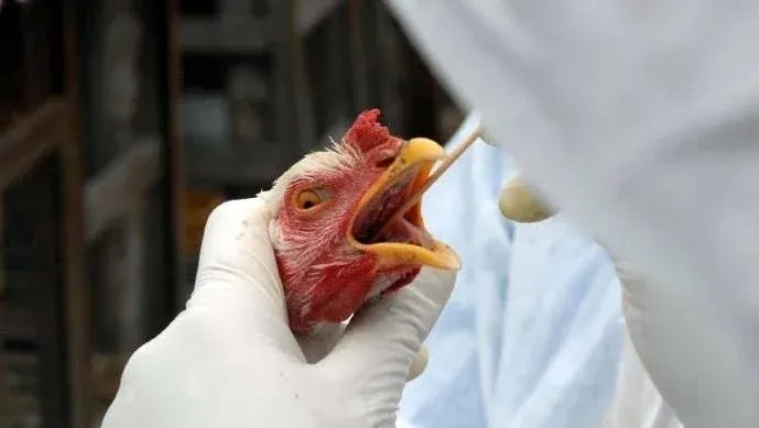 México e Chile suspendem importação de frango brasileiro após caso de gripe aviária