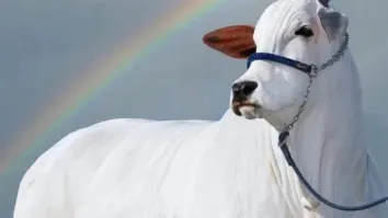 Nasce o primeiro clone de Viatina, segunda vaca mais cara do mundo