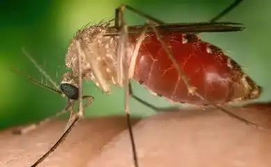 Rio confirma mais duas mortes por febre do Oropouche