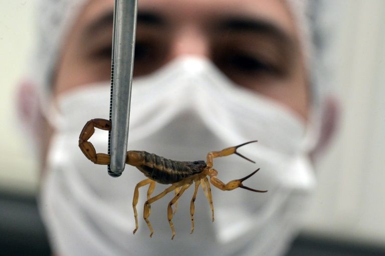 Mortes por picada de escorpião crescem no Brasil