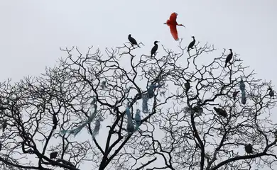 Estudo diz que mais de 500 espécies de aves podem desaparecer entre os próximos 100 anos