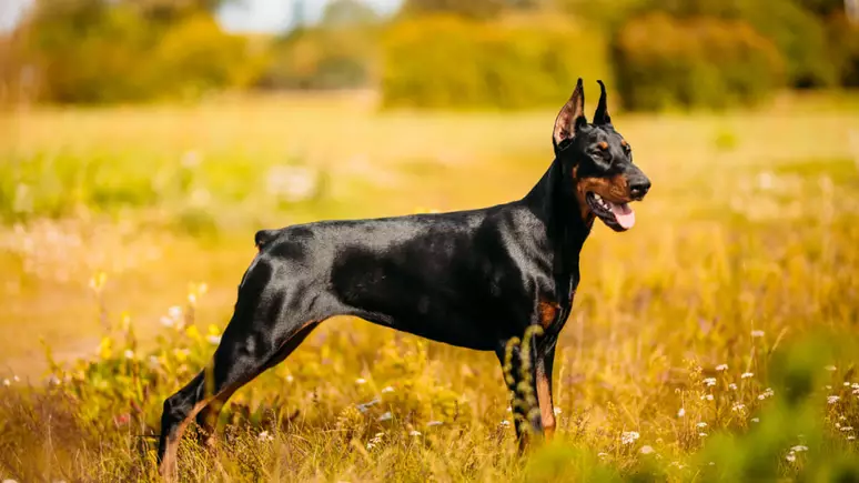 Dobermann: conheça essa raça que faz parte do grupo dos pinschers