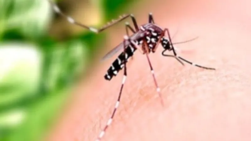 Saúde orienta população sobre cuidados com casas e empresas fechadas durante o Carnaval