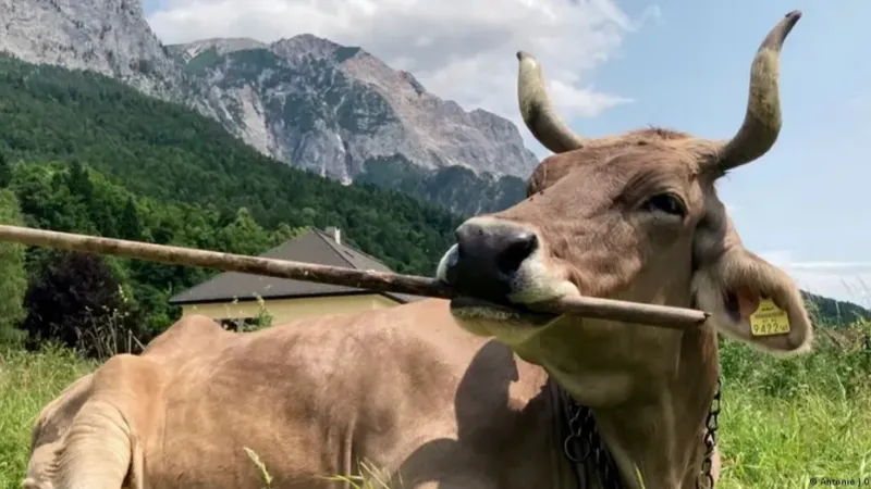 Vaca austríaca desafia ciência ao utilizar ferramentas de modo multifuncional