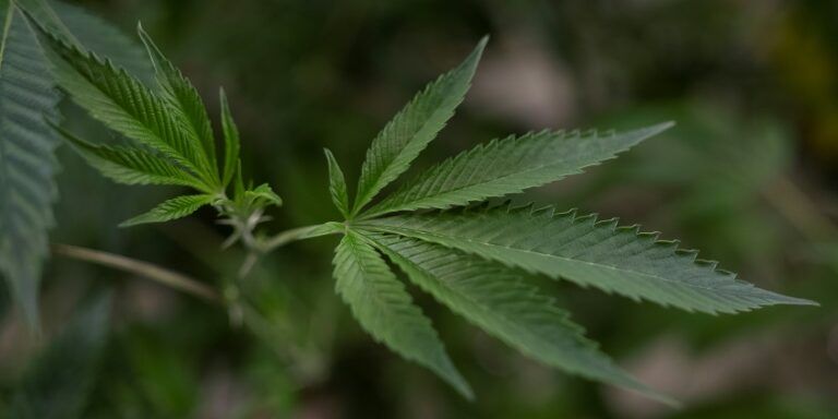 Maconha: Anvisa reforça regra que proíbe importação in natura para uso medicinal