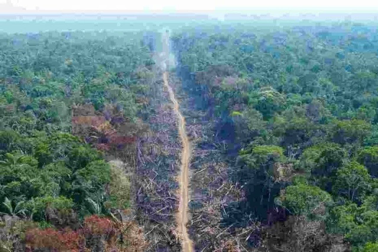 Alertas de desmatamento da Amazônia caem em 61% este ano
